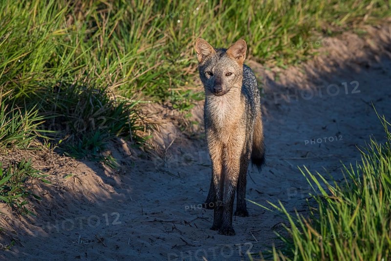 Hoary fox