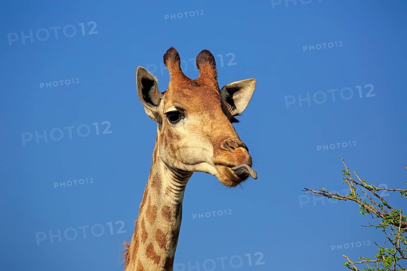 Cape Giraffe
