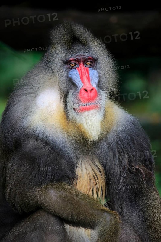 Mandrill