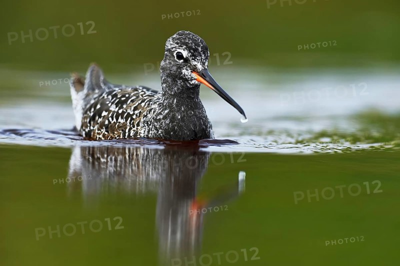 Spotted Redshank