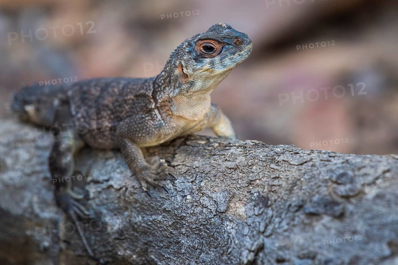 Collared iguanid lizard