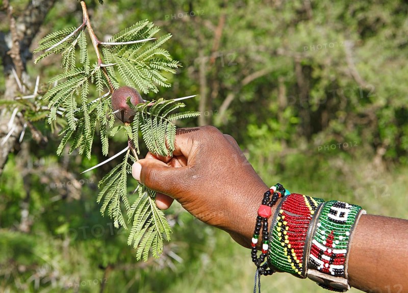Maasai hand holding whistling thorn