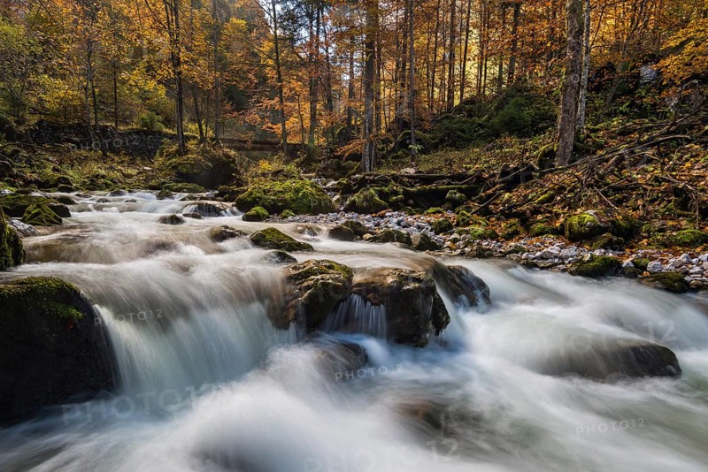 Forest stream