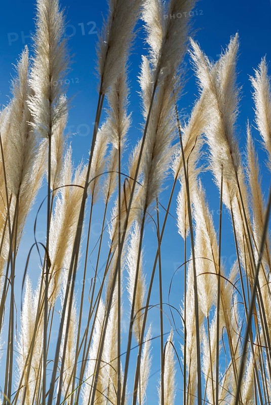 Pampas grass