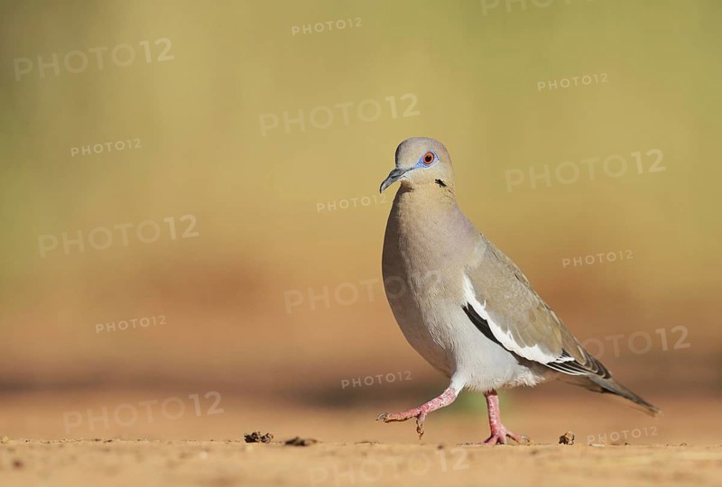White-winged Dove