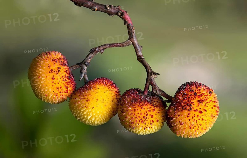 Fruits