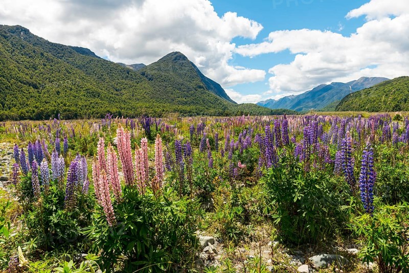 Purple Large-leaved lupines