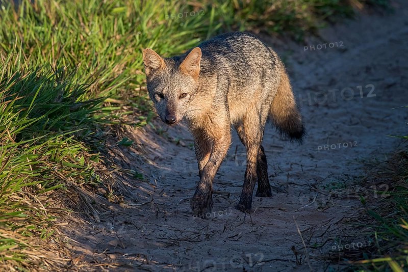 Hoary fox
