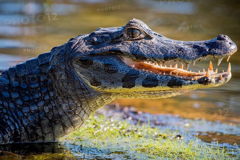 Yacare Caiman