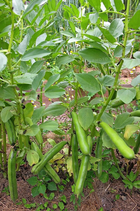 Broad bean