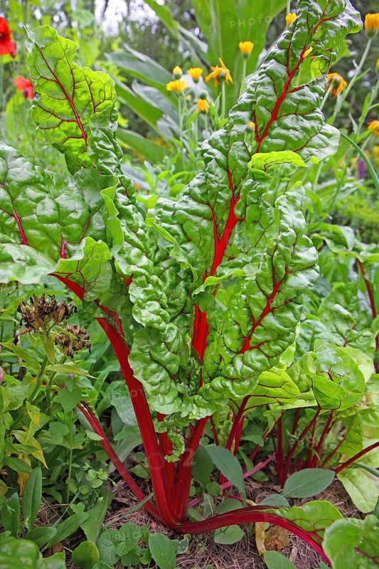 Chard