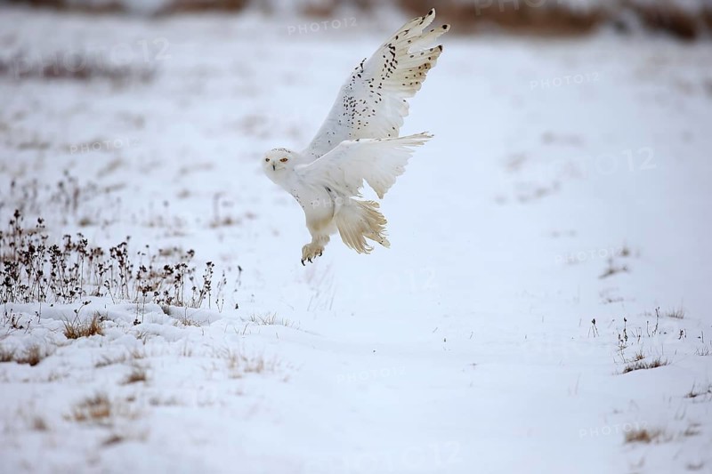 Snowy Owl