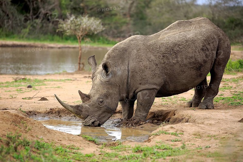 White rhinoceros