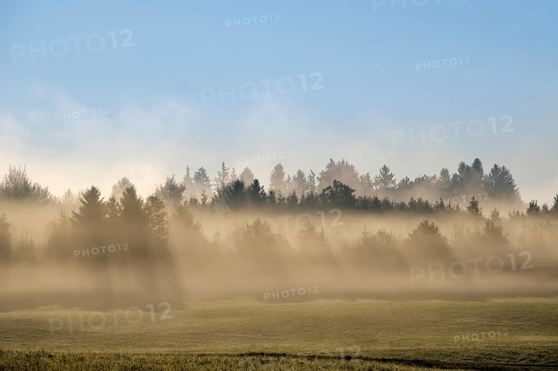 Sunbeams shine through forest in the morning mist