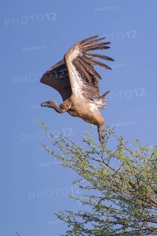White-backed vulture
