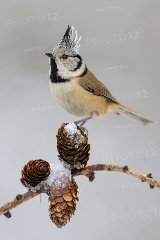 Crested tit