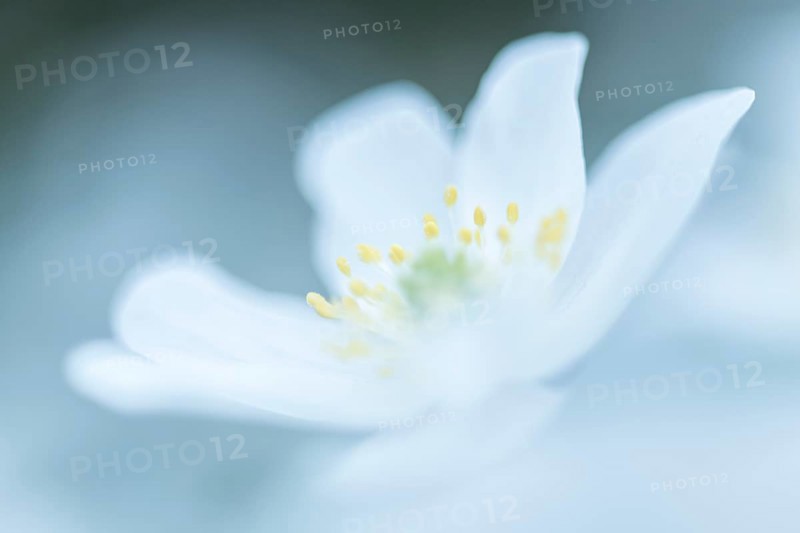Wood anemones