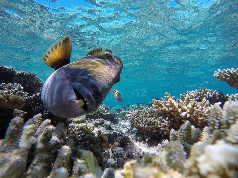 Titan triggerfish