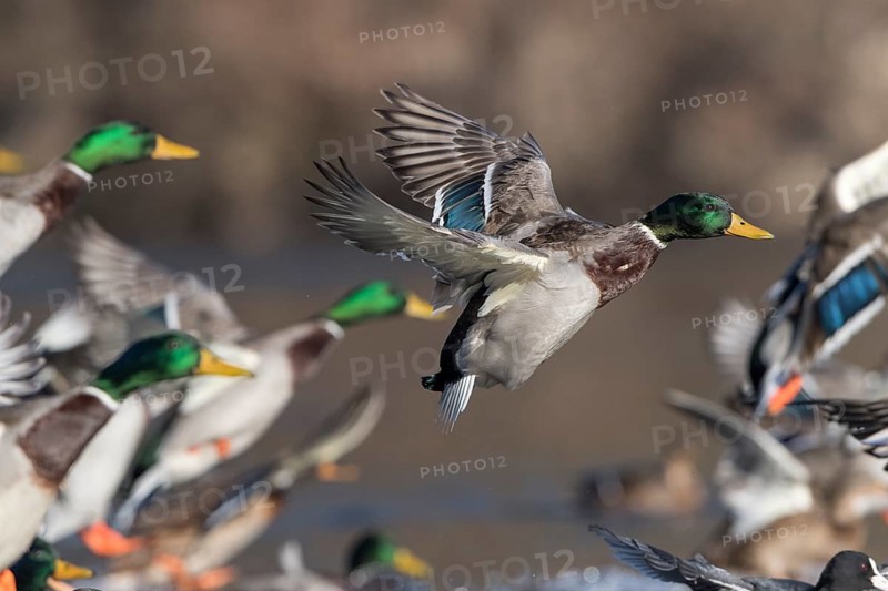 Mallards