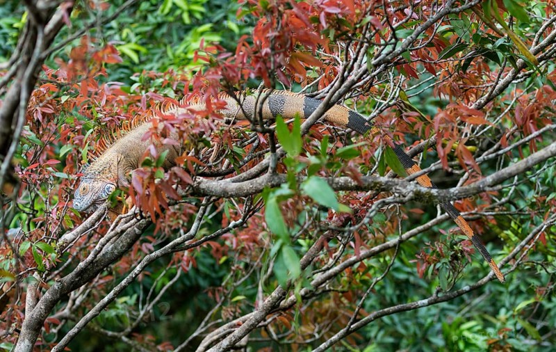 Green Iguana