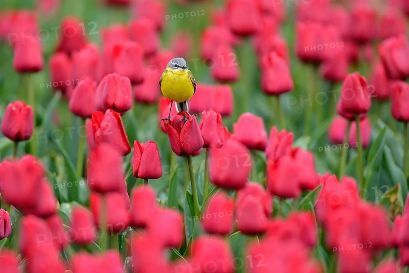 Yellow wagtail