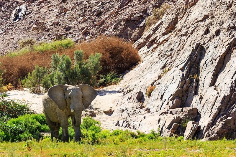 Elephant bull in the Hoarusib River
