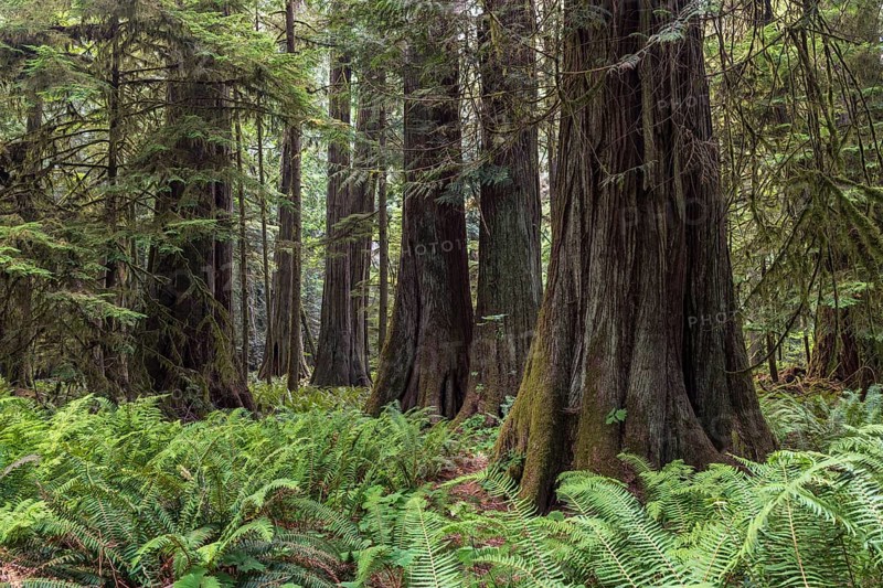 Cathedral Grove