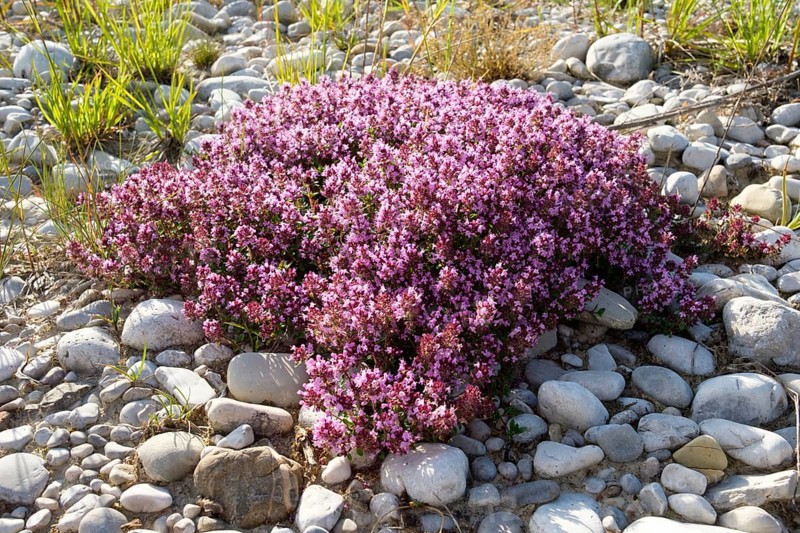Flowering Thymus serpyllum