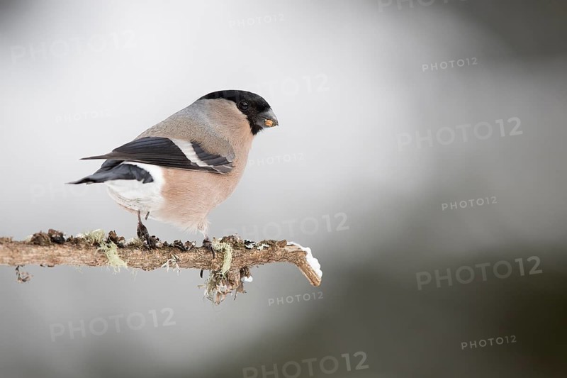 Eurasian bullfinch