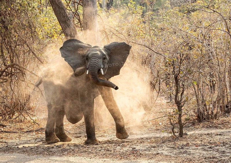 African elephant