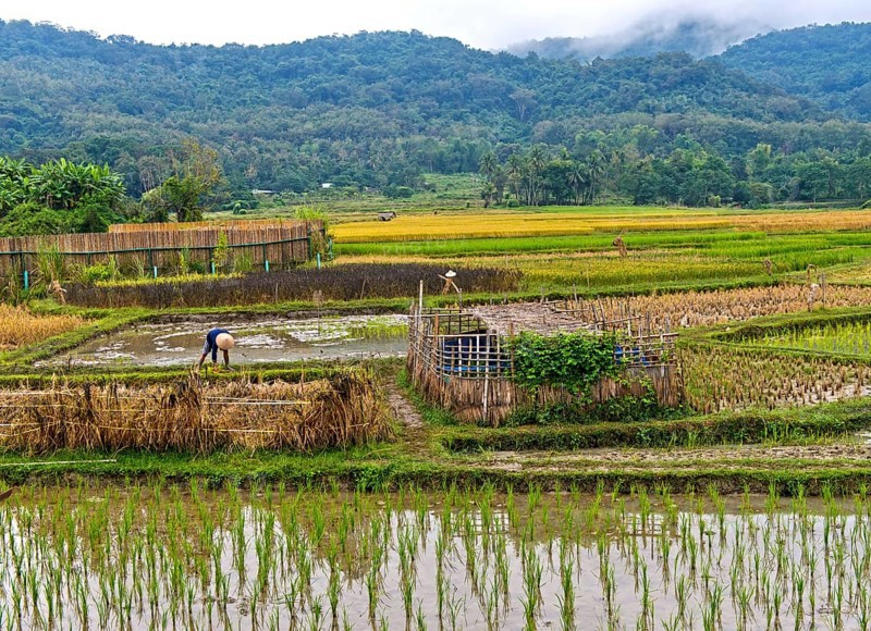 Landscape with rice fields