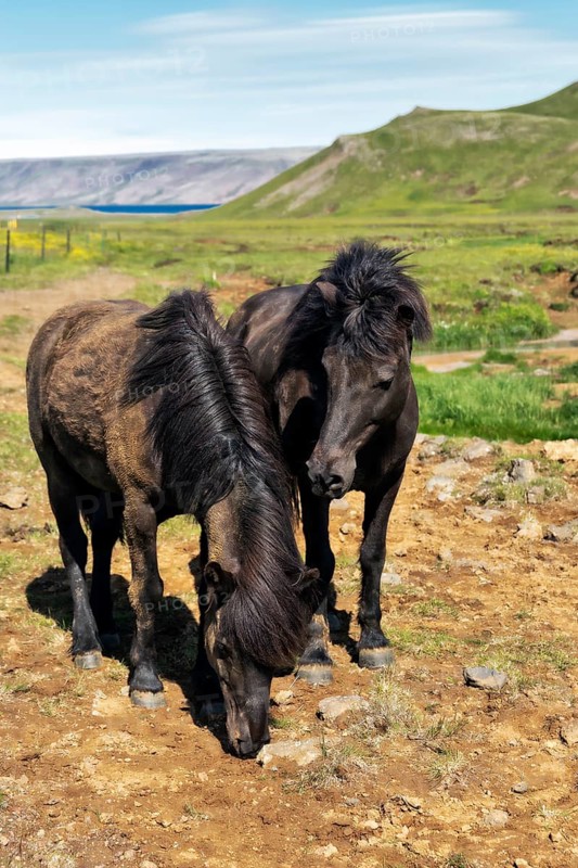 Icelandic horses