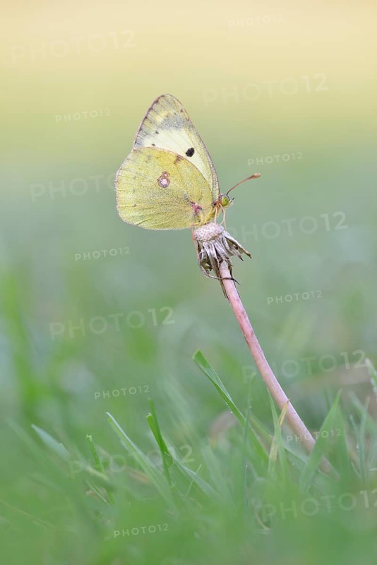 Common Clouded Yellow