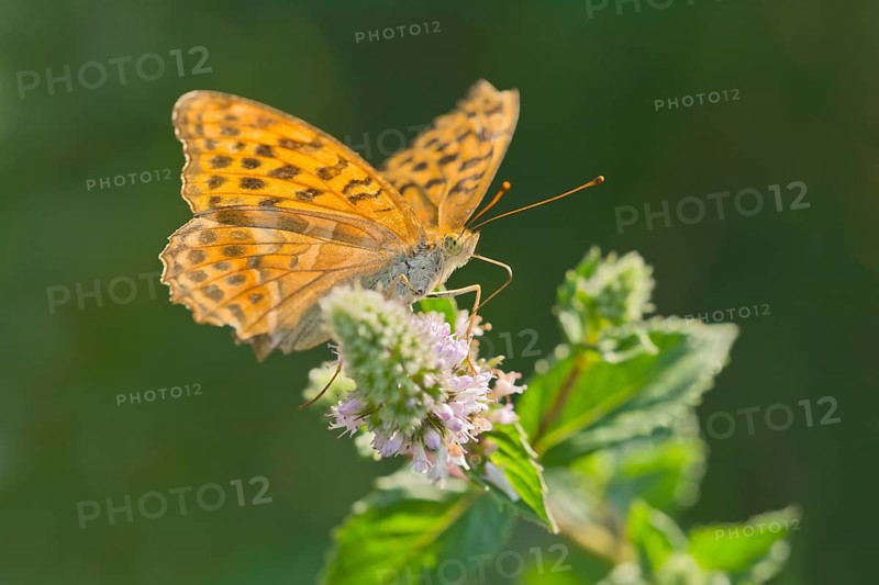 Silver-washed fritillary