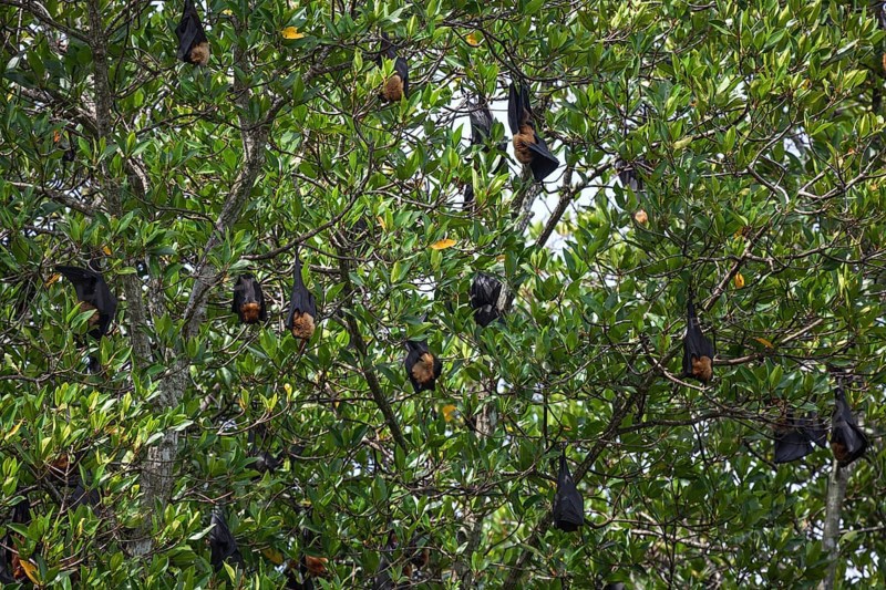 Indian flying foxes or greater Indian fruit bats