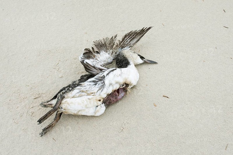 Dead Horned Grebe