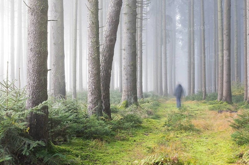 Fog in the forest