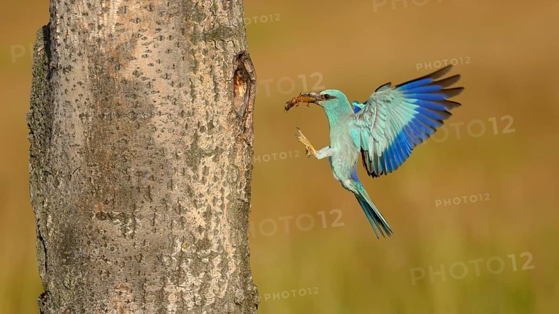 Roller