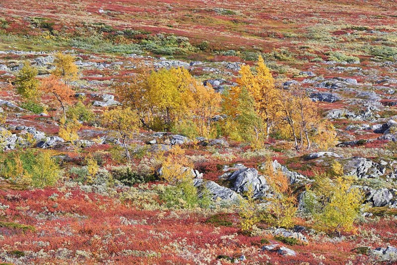 Fell landscape