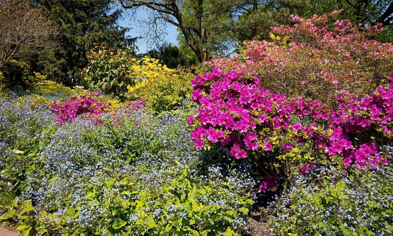Flowering Rhododendron and Gamander speedwell