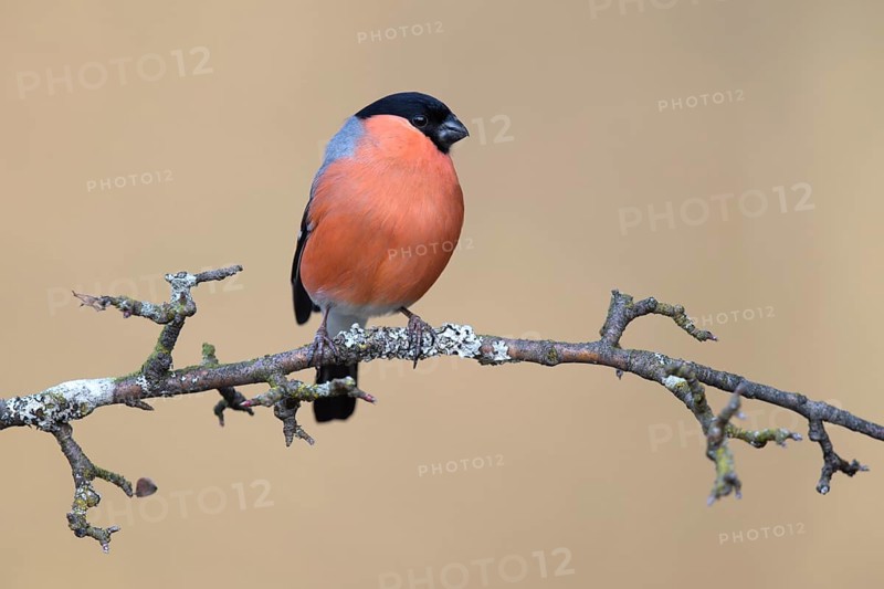 Bullfinch