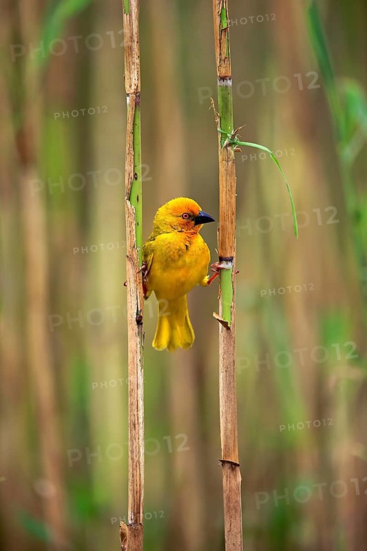 Eastern Golden Weaver