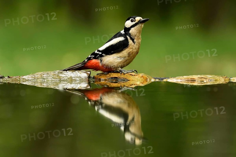 Woodpecker