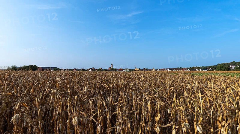 Dried Corn field