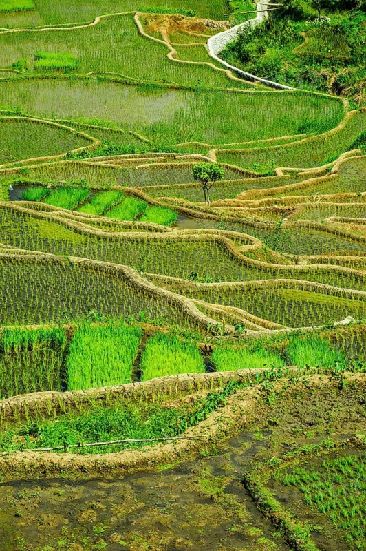Rice terraces of Banaue
