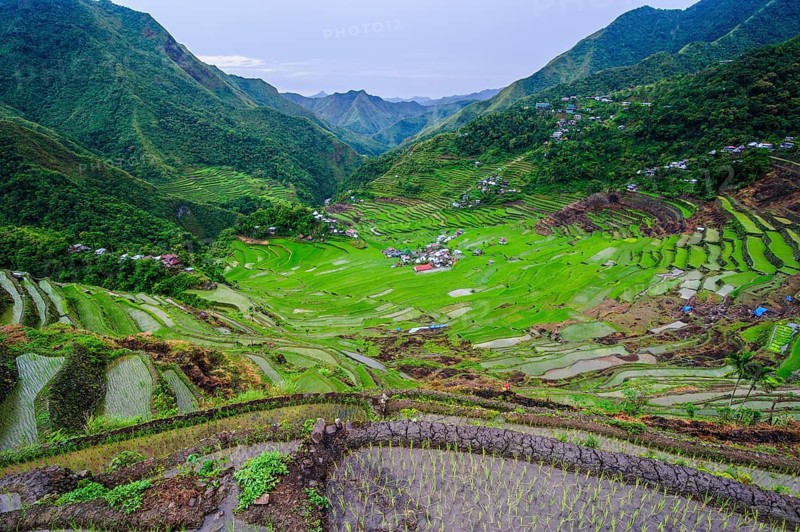 Batad rice terraces