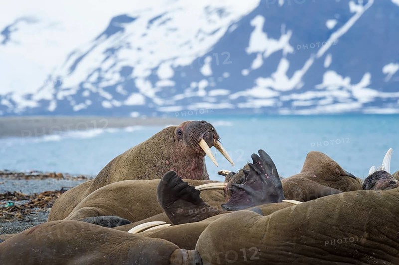 Walrus