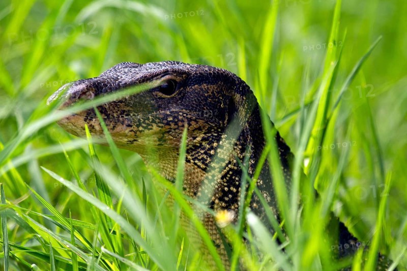 Portrait Water monitor in grass