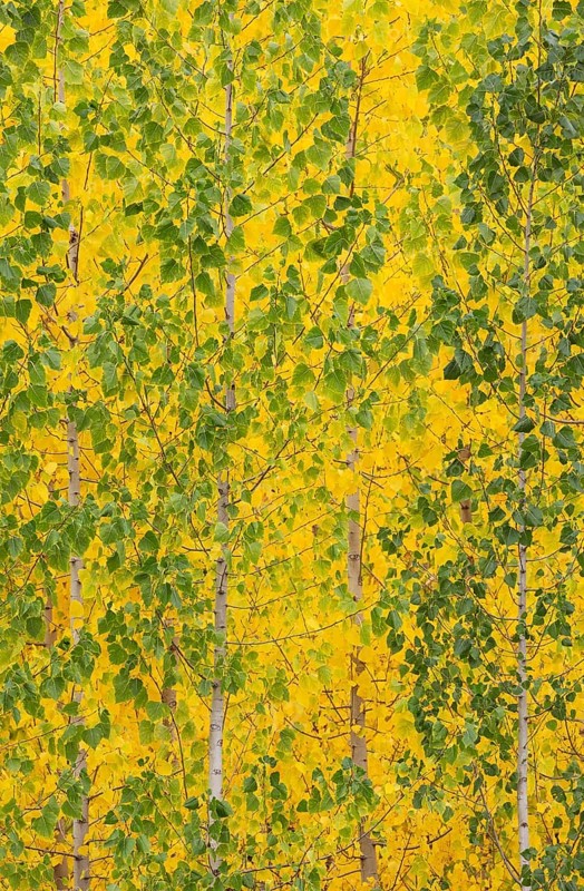 Yellow aspens
