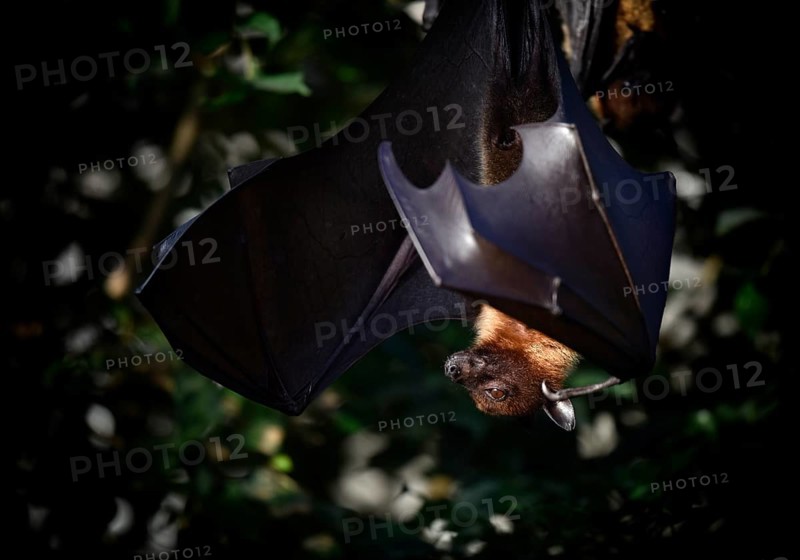 Fruit bat or flying fox